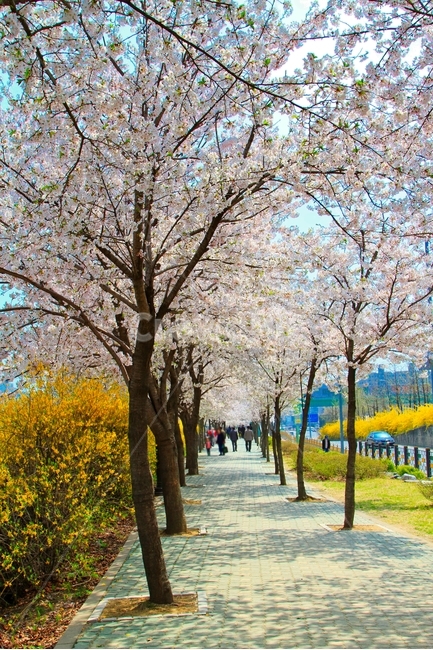 봄,벗꽃,사쿠라,일본꽃,파란하늘,벗꽃놀이,봄,계절,spring,season,자연,풍경,nature,landscape,plant,식물,flower,꽃,cherry blossom,벚꽃,blossom