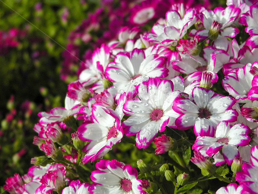 시네라리아,시네라리아꽃,식물,flower,blossom,plant,꽃,봄꽃,화분