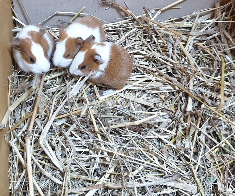 guinea pig,huddled together,three siblings,three brothers,class