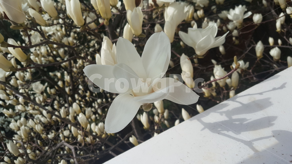 목련,백목련,꽃,봄,flower