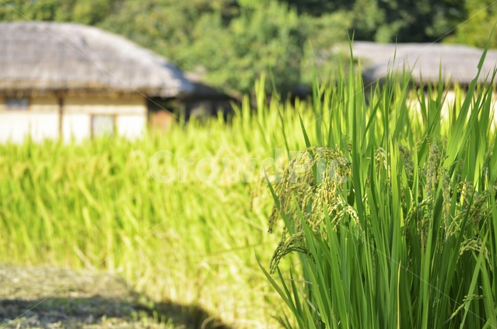벼,쌀나무,농촌,초가을,익어가는,추억,향수,논,식물,자연,plants,nature,곡류,곡식,cereals