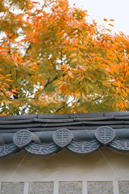 가을,단풍,경복궁,기와,궁,풍경,가을,계절,fall,autumn,season,한국전통,한국문화,korean traditional,korean culture,leaf,잎,plant,식물