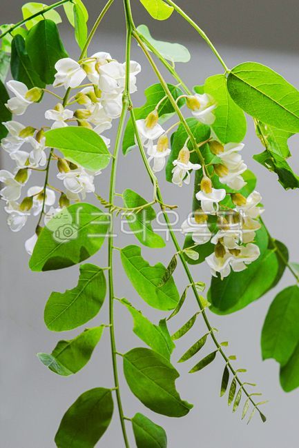아카시아,아카시아꽃,아카시아나무,나뭇잎,나무,leaf,잎,flower,꽃,green,식물,봄꽃,acacia,acanthaceae,가시과,이파리,잎사귀,줄기,잎새,녹색,petal,꽃잎