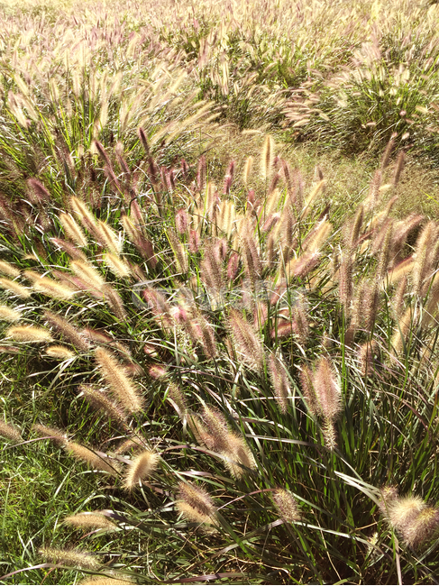 가을,풍경,식물,plant,fall,식물,자연,plants,nature