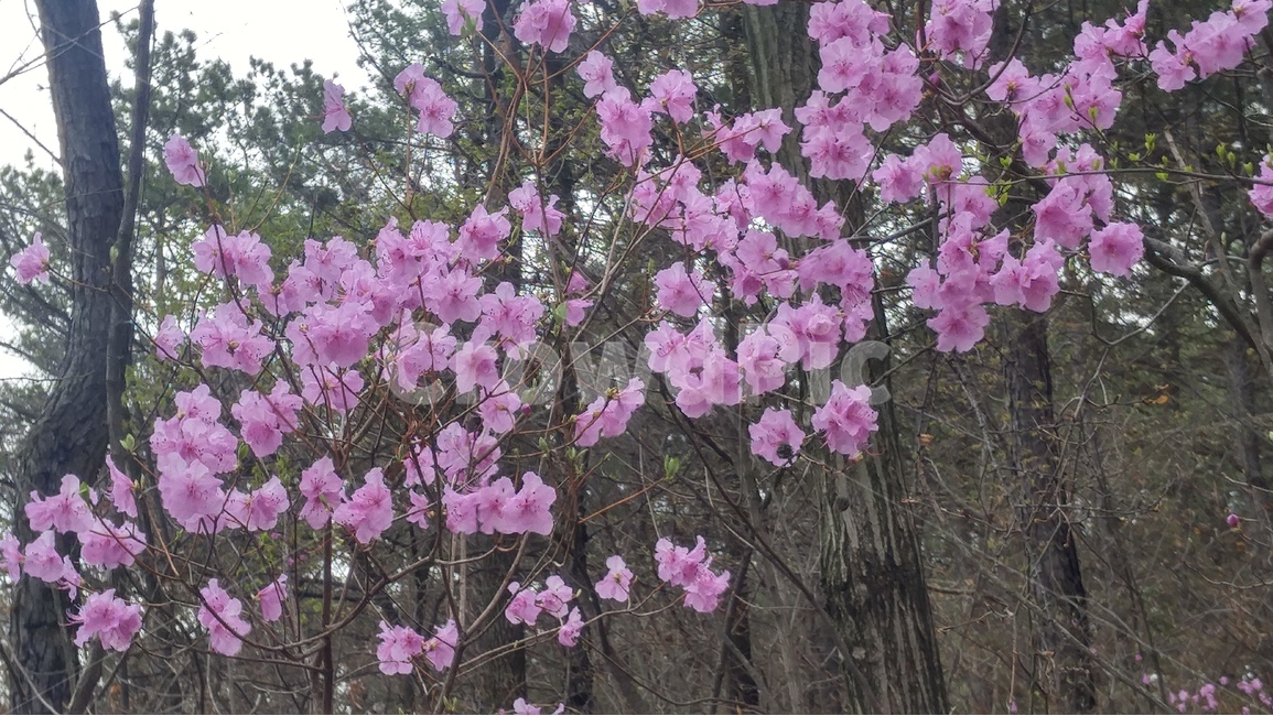 봄꽃,봄,진달래,분홍색,산,나무,등산로,계절,봄,계절,spring,season,식물,자연,plants,nature,꽃,flower,plant,blossom
