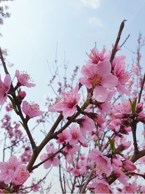 하늘과꽃,꽃,분홍꽃,flower,봄