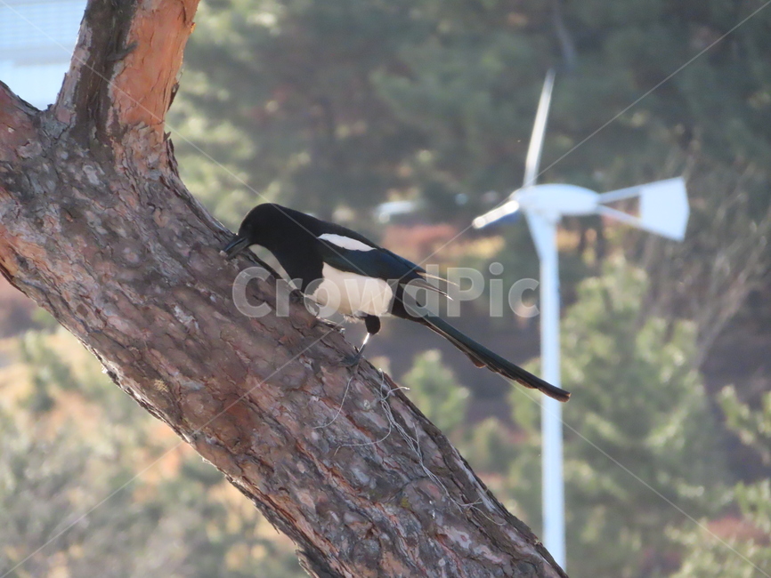 나무,식물,까치,조류,새,나뭇가지,클로즈업,새들,tree,plant,magpie,birds,bird,branches,closeup,동물,animal,조류,새,birds