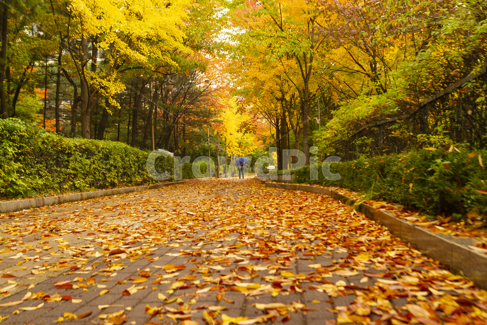 가을소경,낙엽,가울,단풍,단풍길,가을,계절,fall,autumn,season,tree,나무,plant,식물,leaf,잎