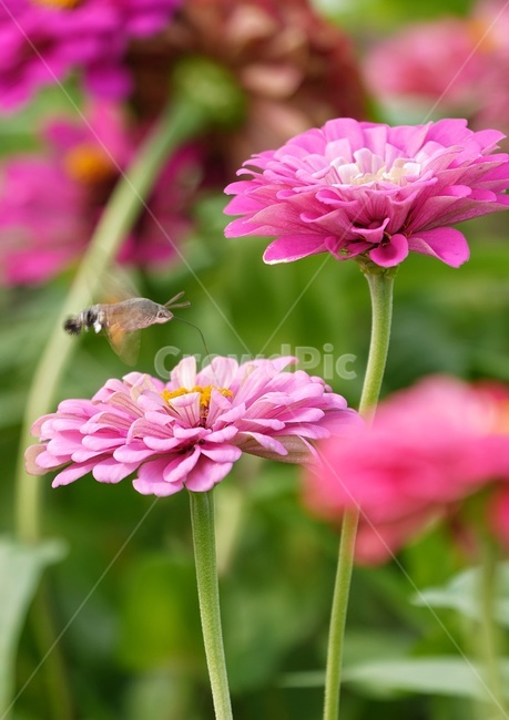 꽃,곤충,자연,풍경,식물,감상,감성,나비,백일홍,butterfly,flower,스냅,식물,자연,plants,nature,꽃,flower,동물,animal,곤충,벌레,insect,bug