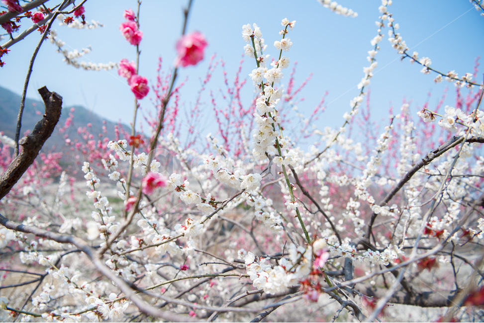 광양,매화,홍매화,봄꽃,꽃,봄,계절,spring,season,식물,자연,plants,nature,꽃,flower,plant,blossom