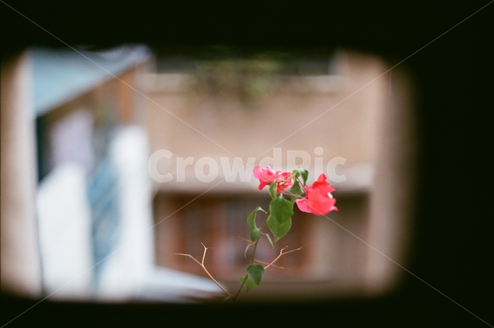 blossom,꽃,flower,geranium,제라늄,rose,장미,식물,plant,식물,자연,plants,nature,꽃,flower