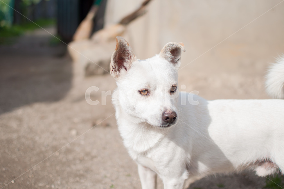 강아지,반려견,동물,개,발바리,동물,animal,포유류,mammal,개,강아지,dog,doggy
