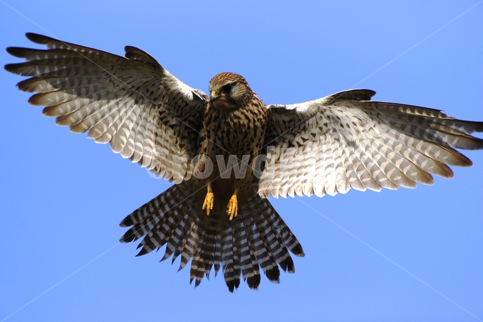 황조롱이,맹금류,천연기념물,조류,호버링,동물,animal,조류,새,birds