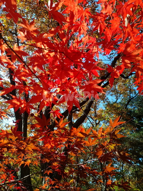 단풍,단풍잎,단풍나무,가을,leaf,잎,plant,식물,tree,나무,계절,fallautumnseason,outdoors,옥외,자연풍경,naturelandscape,낙엽,가을,계절,fall,autumn,season,식물,자연,plants,nature,maple