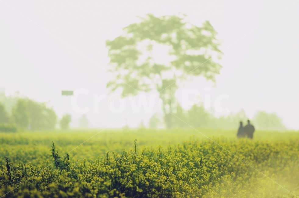 한강,구리,오월의꽃,유채꽃,아침,자연,풍경,nature,landscape,봄,계절,spring,season,휴식,힐링,rest,relaxation,healing,사람,인물,인간,human,person,감성,sensible,feeling,outdoors,옥외,field,들,grassland,목초지,rural,농촌,farm,농장,meadow