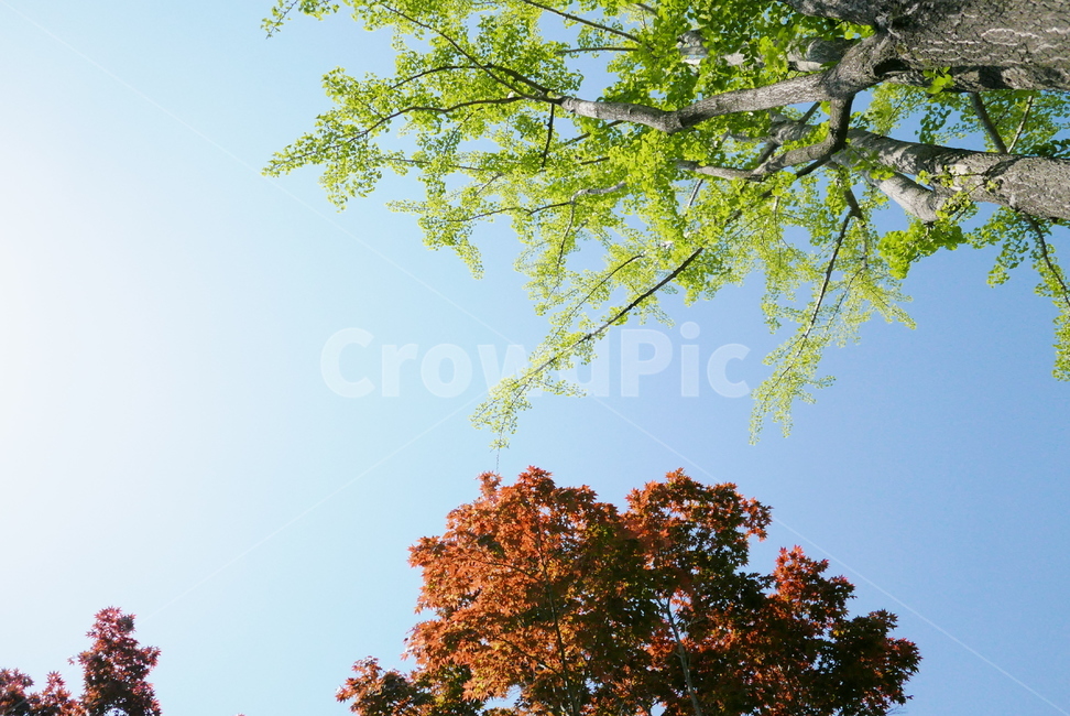 여름,가을,간절기,나무,잎,식물,plant,낙엽,단풍