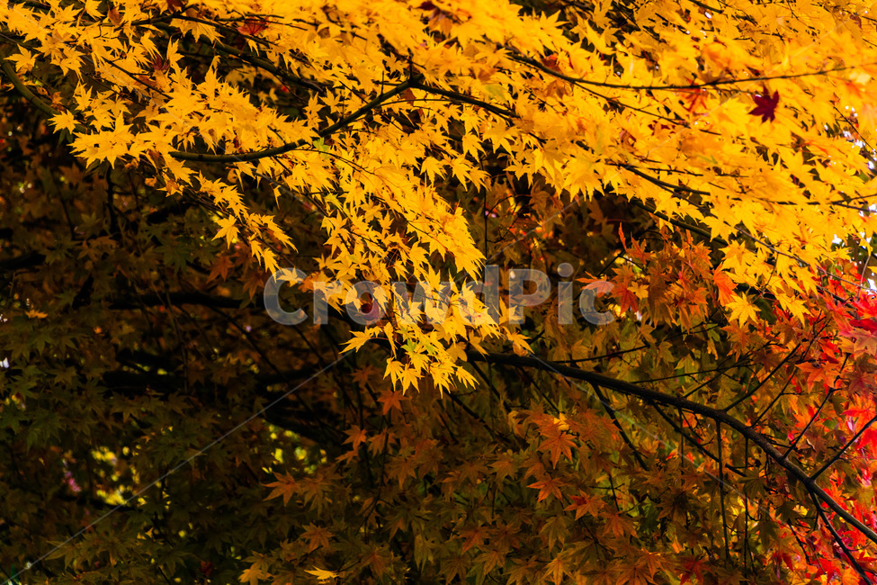 단풍,단풍나무,가을단풍,단풍잎,maple,foliage,가을,계절,fall,autumn,season,leaf,잎,plant,식물,tree,나무
