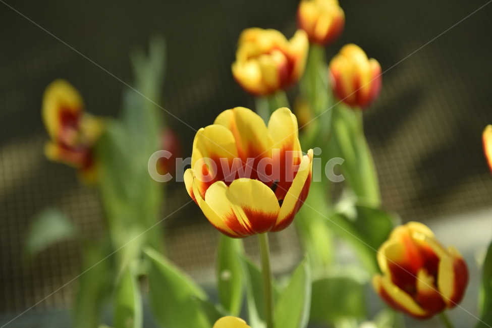 plant,식물,꽃,blossom,flower