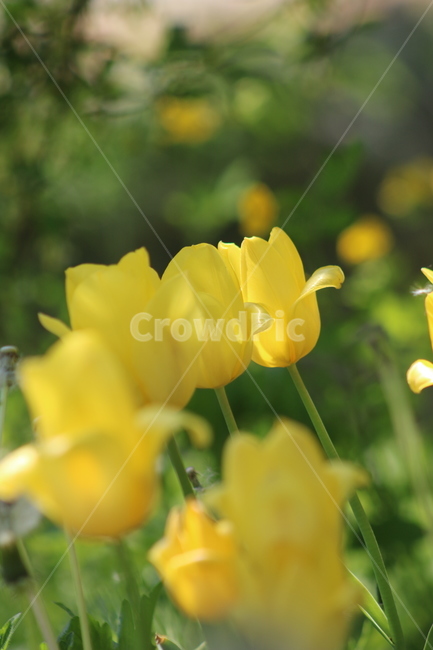 꽃,튤립,노란꽃,봄꽃,식물,개화,식물,자연,plants,nature,꽃,flower