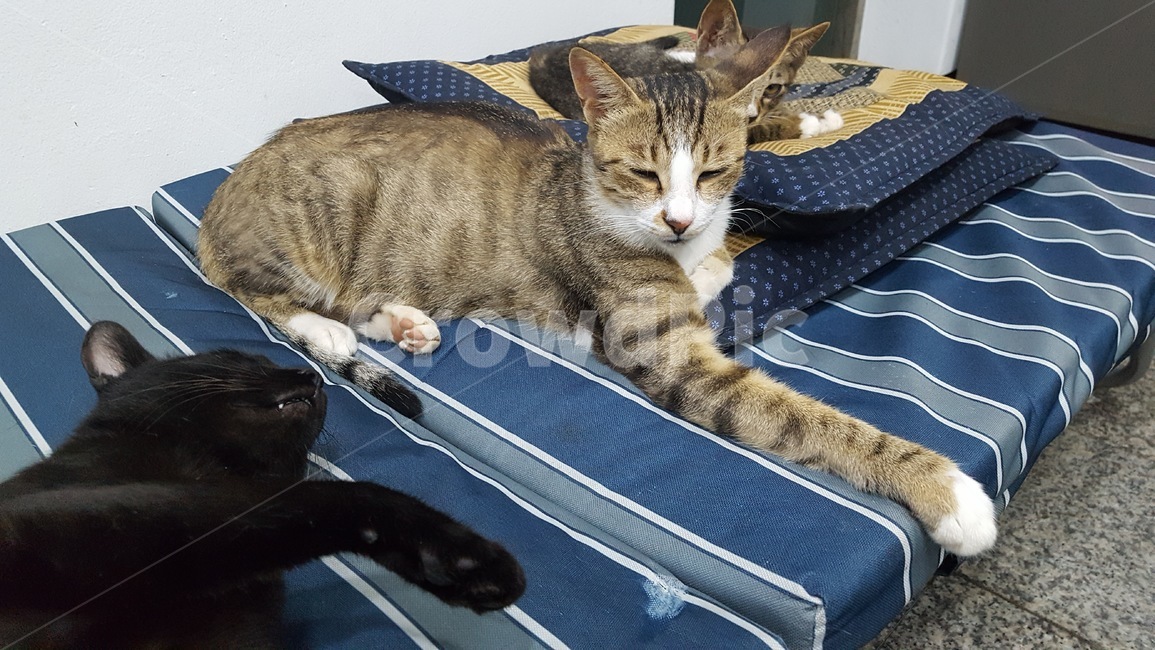 cat,고양이,길냥이,힐링,휴식
