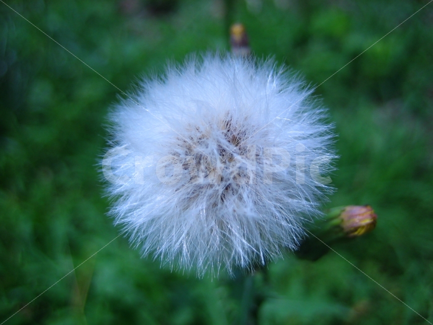 가을,풍경,숲,이미지,순수,식물,자연,plants,nature,꽃,flower