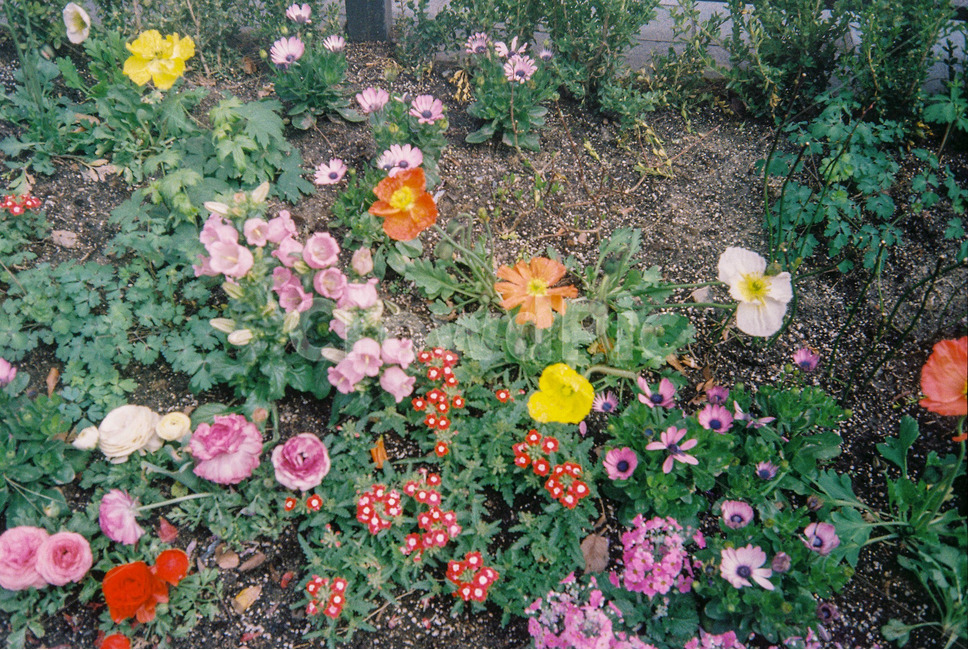 꽃,봄,flower,spring,필름사진,식물,자연,plants,nature,꽃,flower