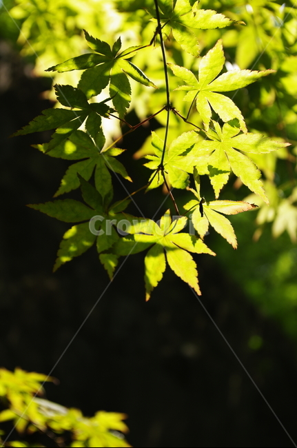 숲,나무,식물,plant,봄,spring,초록,잎,식물,자연,plants,nature