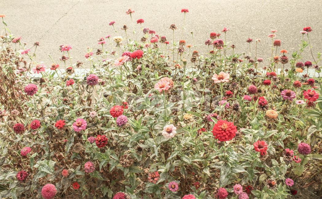 plant,식물,blossom,꽃,flower,도로가,roadside,빈티지,vintage,빛바랜,faded