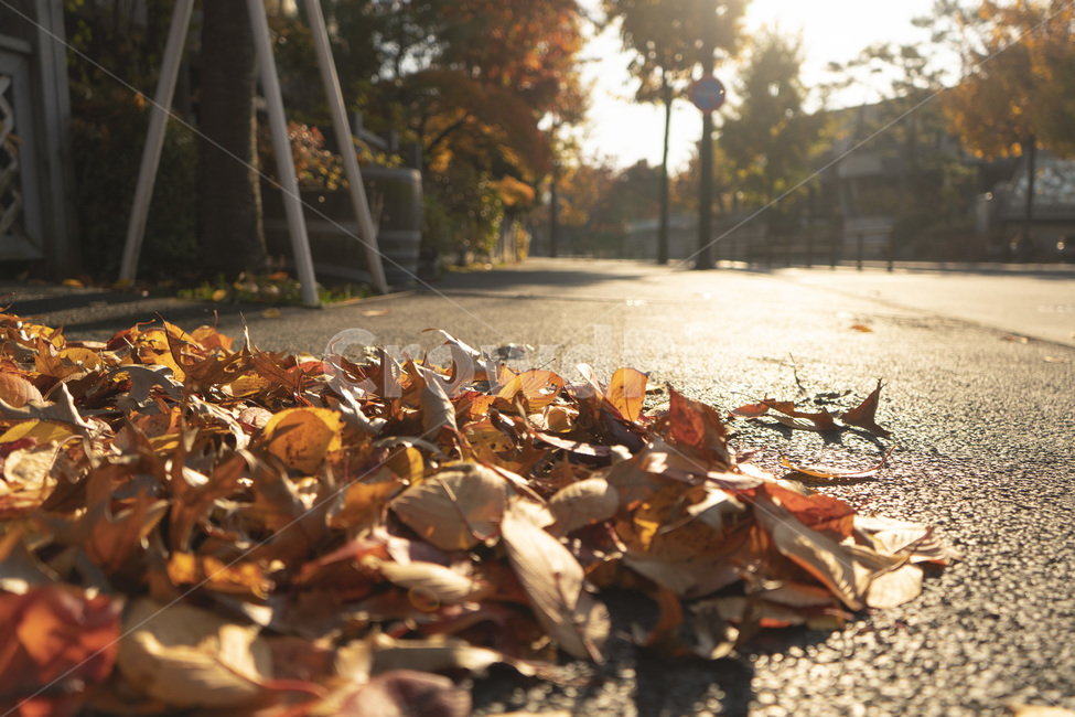 낙엽,단풍,가을,빛,나뭇잎,도로,바닥,땅,거리,길,가을,계절,fall,autumn,season,leaf,잎,plant,식물,tree,나무