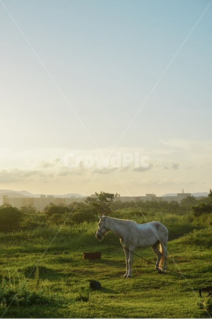 포유류,말,동물,자연,들,mammal,horse,animal,nature,field,제주도,목초지,목축업,목장,livestock farming,ranching,pasture
