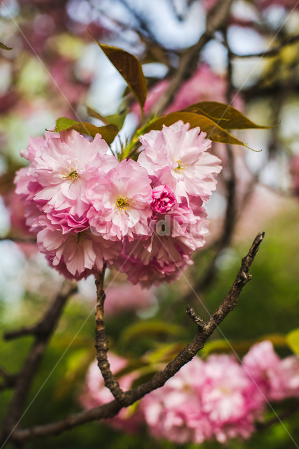 벚꽃,겹벚꽃,감성,분홍,핑크,봄,봄꽃,cherryblossom,blossom