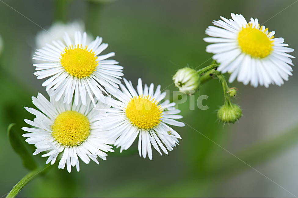 꽃,계란꽃,접사,선명한,흰꽃