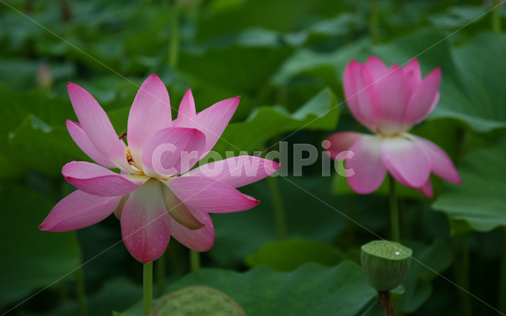 연꽃,세미원,식물,꽃,flower,식물,자연,plants,nature,꽃,flower