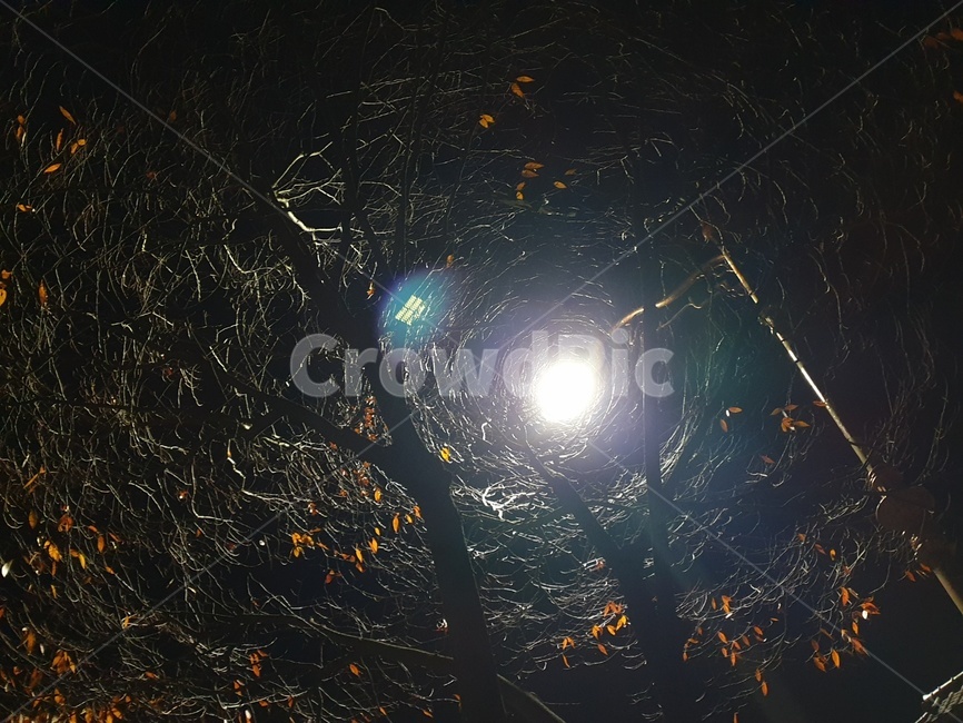밤,감성,가로등,빛,나무,야경,밤,풍경,nightscape,night,landscape