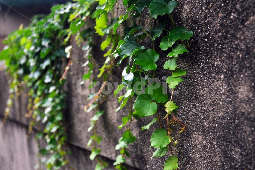 배경사진,담쟁이,이쁜사진,풍경사진,사진,감성사진,스냅사진,스냅,식물,자연,plants,nature
