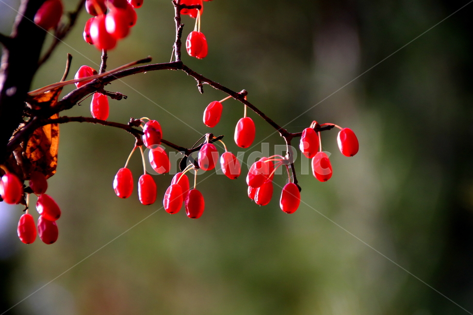 과일,풍경,열매,식물,나무,식물,자연,plants,nature,과일,열매,fruit