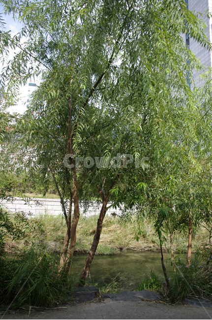식물,plant,나무,잎,초록,자연,풍경,nature,landscape,tree,vegetation,초목,outdoors,옥외