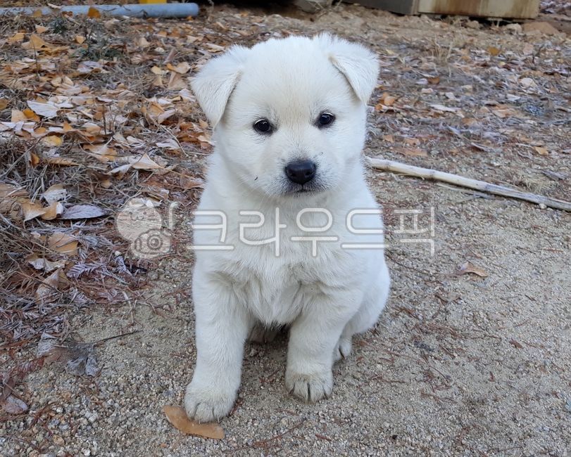 강아지,반려견,백구,진돗개,귀여운동물