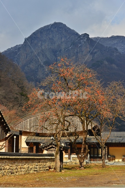 nature,자연,outdoors,옥외,장성,백양사,plant,식물,food,음식,fruit,과일,tree,나무,persimmon,감,감나무,홍시,담장,돌담장,사찰,절,불교