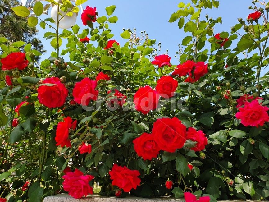 봄꽃,장미,rose,flower,봄이미지,꽃축제,식물,예쁜,garden,plants,nature,season,빨간색,화사한,배경