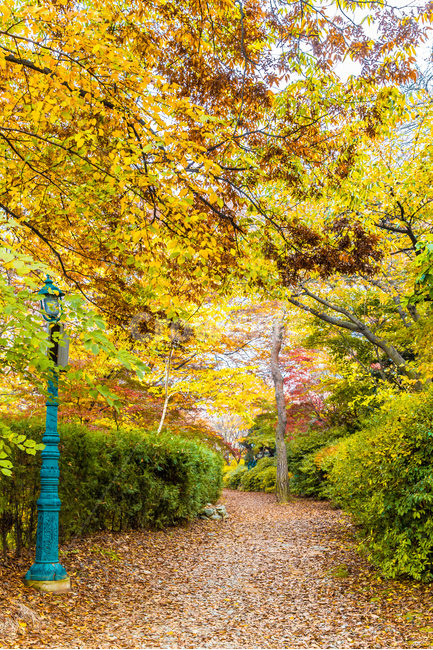 가을,낙엽,단풍,공원,추억,감성,산책로,힐링,가을,계절,fall,autumn,season,자연,풍경,nature,landscape,tree,나무,plant,식물