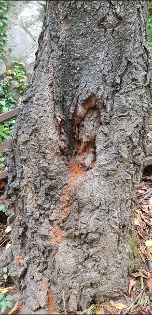 수봉공원,미추홀구,나무,옹이,숲