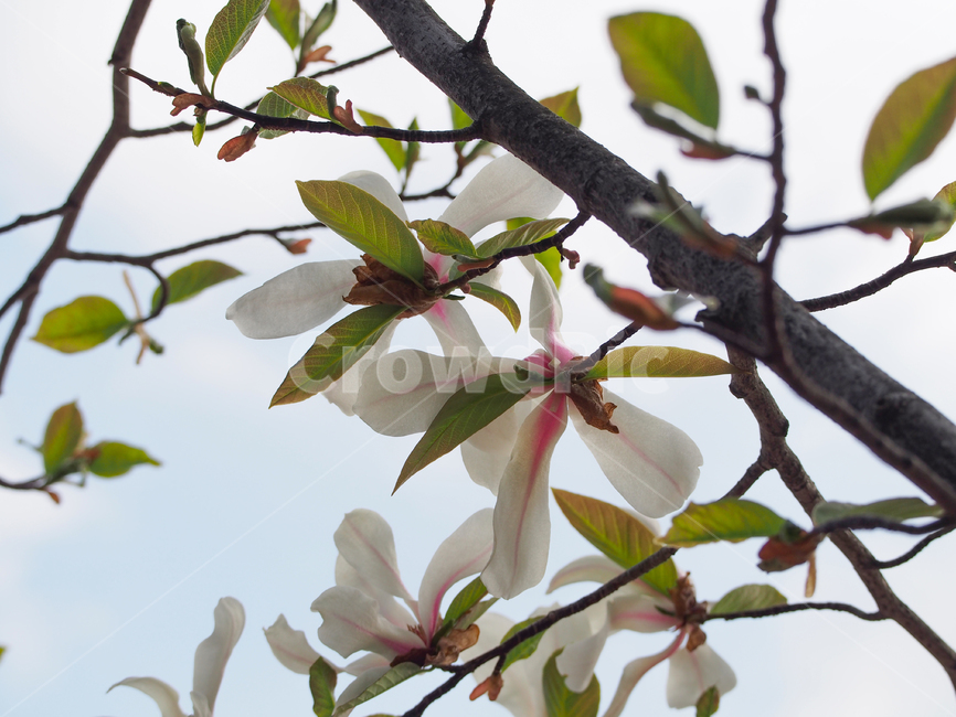 plant,식물,새싹,꽃,봄,여름,식물,자연,plants,nature,꽃,flower