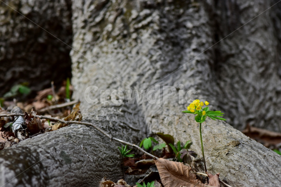 한계령풀,야생화,봄,꽃,풀꽃,자연,식물,식생,plants,nature,spring,season,flower