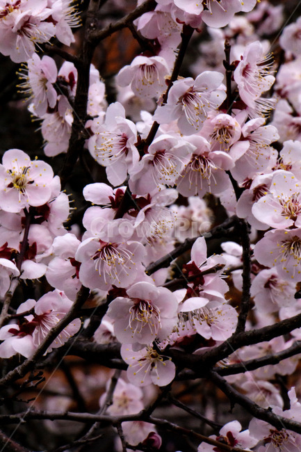 매화,매화꽃,봄꽃,봄,나무,계절,매화나무,꽃,봄,계절,spring,season,식물,자연,plants,nature,꽃,flower,plant,cherry blossom,벚꽃,blossom