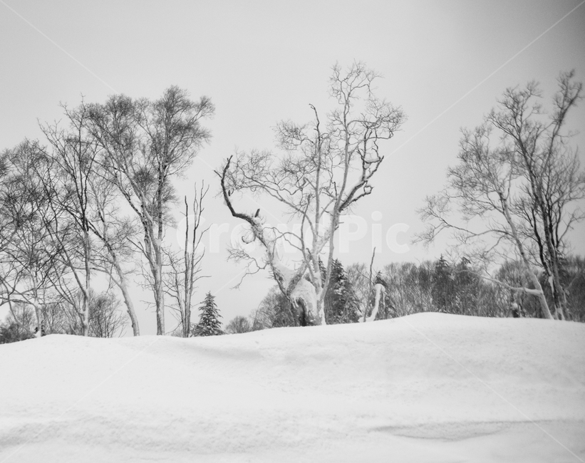 삿포로,겨울,눈,경치,설경,일본,호카이도,겨울,계절,winter,season,자연,풍경,nature,landscape,흑백,모노톤,monochrome,black and white,outdoors,옥외,storm,폭풍,blizzard,눈보라,snow