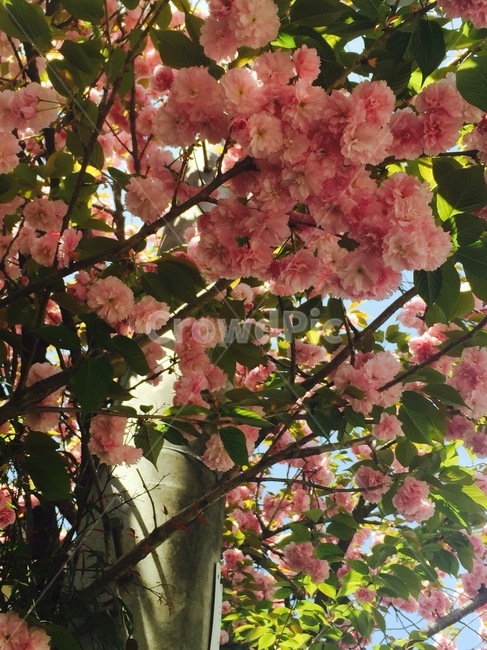 식물,plant,꽃,flower,벚꽃,cherryblossom