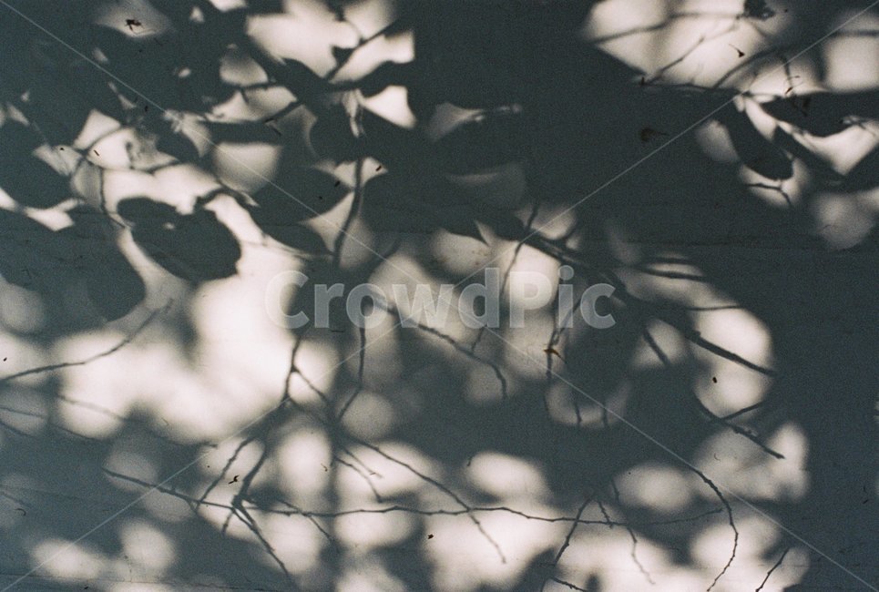 그림자,나무,나뭇가지,나뭇잎,빛,실루엣,그림자,silhouette,shadow