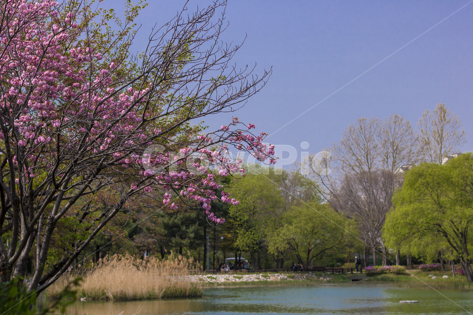 봄,풍경사진,꽃사진,봄풍경,봄꽃,봄날,봄,계절,spring,season,식물,자연,plants,nature,꽃,flower,plant,blossom