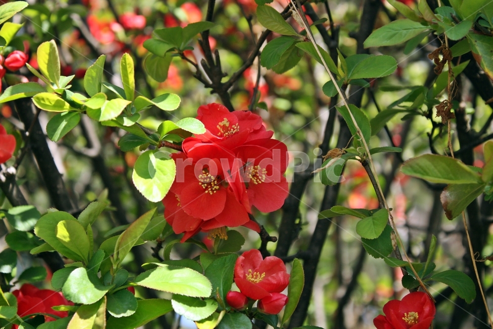 blossom,꽃잎,flower,꽃,식물